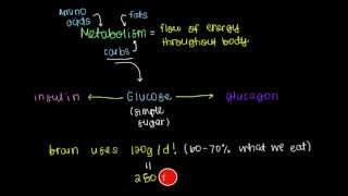 Insulin and Glucagon [upl. by Gratt46]