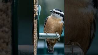 Feeding the beautiful 😻 nuthatch bird 🐦 shorts viralvideos viralshort [upl. by Balfore]