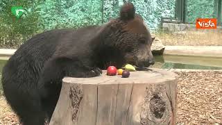 Lorso Kuma cresciuto al Bioparco di Roma va a vivere in un bosco tedesco in semilibertà [upl. by Jeddy914]