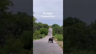 Ultimate Kruger National Park Safari Big Five Adventure amp Wildlife Encountersquot [upl. by Danae557]