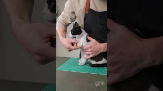 Transformer une pièce de monnaie en un élégant collier pour animal de compagnie  🐈 courtes [upl. by Ydal]