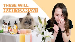 These 7 Household Items Will Hurt Your Cat Do You Pass the Safety Test [upl. by Gibbs989]