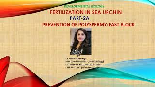 Fast block to polyspermy in sea urchinCSIRUGC NETDr Gayatri Acharya [upl. by Wehttam]