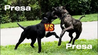 Presa Canario Dog Fight [upl. by Arocahs]