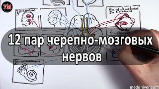 12 пар черепно мозговых нервов ЧМН  анатомия зоны иннервации  medunivercom [upl. by Thurstan349]