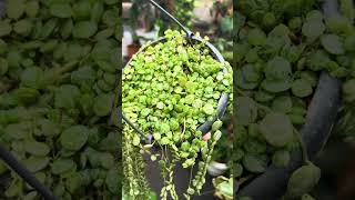 Peperomia Prostrata ببروميا بورستراتا نبات صدفة السلحفاة [upl. by Suiravad809]