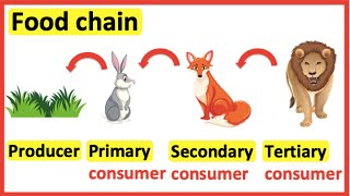 Food chains  Producer primary consumer secondary consumer tertiary consumer [upl. by Kosel]