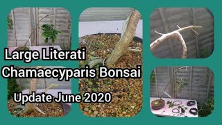 Large Literati Chamaecyparis Bonsai Update June 2020 [upl. by Saimon]