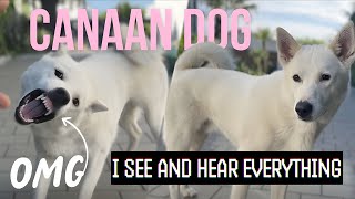 Canaan Dog  The best guard dog ever [upl. by Suoivatnom]