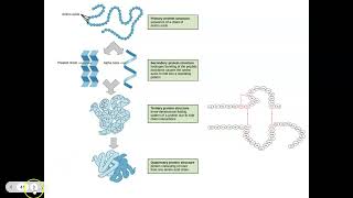 Notes Protein Synthesis Review amp morePart 2IB Bio2024 [upl. by Enileme308]