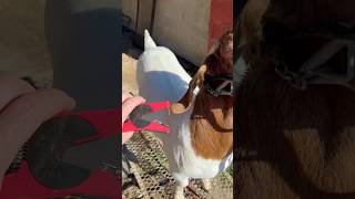 Beginner’s guide to ear tags livestock goat sheep scrapies eid kuip allflex mini premeir1 [upl. by Samson]