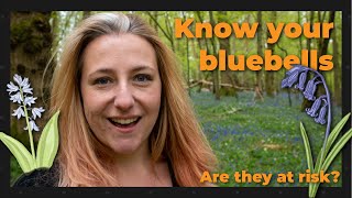 Discovering the Native British Bluebell  Are our bluebells at risk [upl. by Helsie]