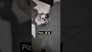 Please 🙏🤌 doglover dogshorts petlover puppylife shihtzu [upl. by Julianna]