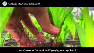 OIL PALM SEEDLING SUPPLIER  Green Project [upl. by Inoy156]