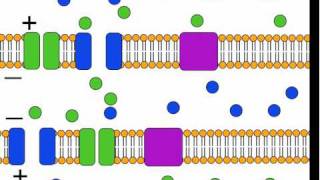 The Action Potential [upl. by Yahsal]