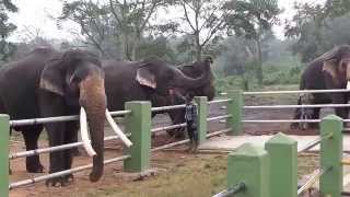 Elephant Feeding Camp in Mudumalai Forest [upl. by Valentia]