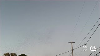 Midges swarming around Northeast Ohio [upl. by Kho176]