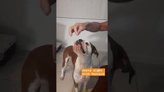 boxer dog pasta night boxerdog puppy [upl. by Amadus]