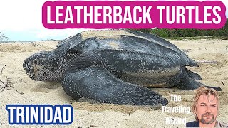 Leatherback Turtles Laying Eggs in Trindad [upl. by Adnar296]