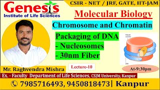 Nucleosomes  30nm Fiber  Molecular Biology  Lecture10  CSIR NETJRF  Life science [upl. by Ainitsirhc850]