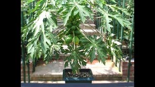 How to Grow Papayas in Containers Indoors  Complete Growing Guide [upl. by Llet]