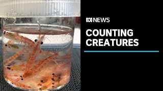 Scientists on a mission to better understand tiny keystone species of Antarctic krill  ABC News [upl. by Ronnica]