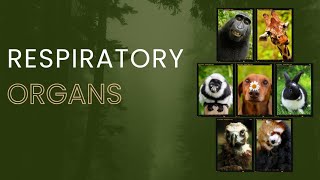 How Respiratory Organs Work A Comprehensive Guide with study notes [upl. by Radnaxela510]