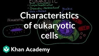 Characteristics of eukaryotic cells  Cells  MCAT  Khan Academy [upl. by Lindsley]