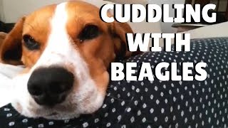 Beagle love to CUDDLE ¦ Pipas The Beagle [upl. by Seppala301]