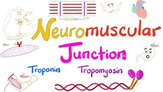 Troponin Tropomyosin TTubules Sarcoplasmic Reticulum and the Neuromuscular junction NMJ [upl. by Morganstein]