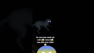 Cachorro possuído com olhos pegando fogo🔥🔥😱😱😱 [upl. by Rabma]