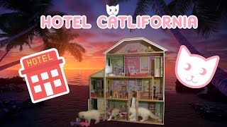 Hotel California  Hotel CATiFornia  By the Eagles or By the Kittens Animal Cuteness Overload [upl. by Twum]