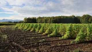 Time Lapse de la culture du Haricot Tarbais [upl. by Fauch820]