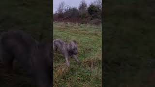 Stanley having a Zoom  cornwall lurcher dogwalk [upl. by Ecnerual]