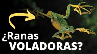 Las ranas hacen mucho más que cantar y dar brincos [upl. by Dimo133]