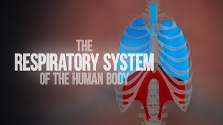 Respiratory System of the Human Body  How the Lungs Work Animation [upl. by Acus]