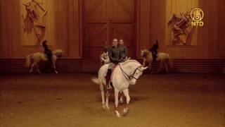 Académie du Spectacle Equestre de Versailles [upl. by Couq691]