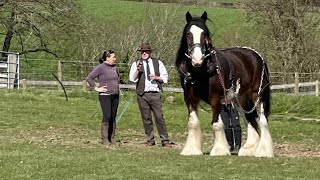 Start Of The Shire Horse Experience Days Season 2023 [upl. by Sharla759]