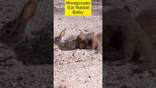 Mongooses Eat Rabbit Baby🐹🙀youtubeshorts animals wildlife mongoose rabbit [upl. by Keemahs]