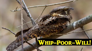 Whippoorwill song [upl. by Aiekat]