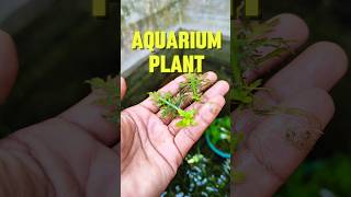 Hygrophila difformis shortvideo aquarium fish shortvideo hindi viralvideo sdaqua2381 [upl. by Anidualc]