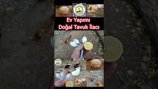 Ev Yapımı Doğal Tavuk İlacı Mücize Kür Sırrım🐔Tavuklar Hasta Olmasın Hergün Yumurta Yapsın [upl. by Sairahcaz125]