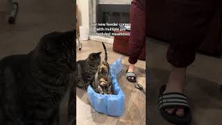 Should I get an automatic feeder for my cat [upl. by Emmye]