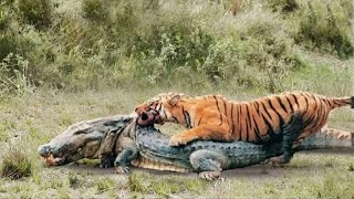 LA LEY DEL MÁS FUERTE  TIGRE vs COCODRILO  Batallas Épicas de Animales Captadas en Camara [upl. by Annaitsirhc114]