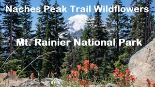 Naches Peak Loop Trail Hike and Wildflowers  Mount Rainier National Park [upl. by Irehs]