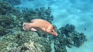 Ras Nasrani snorkeling Sharm El Sheikh Egypt Okt 2024 4K [upl. by Notsua897]