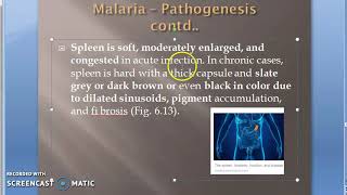 Malaria blood smear Plasmodium falciparum vs vivax headphone ring trophozoite banana gametocyte [upl. by Gnagflow]