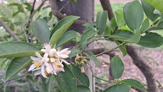 Consejos para tener un árbol de citricos lleno de frutos [upl. by Fernandez]