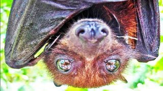 FRUIT BAT UP CLOSE [upl. by Joon278]