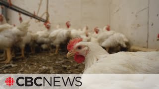 CFIA investigating avian flu outbreaks at poultry farms in 7 provinces [upl. by Aima907]